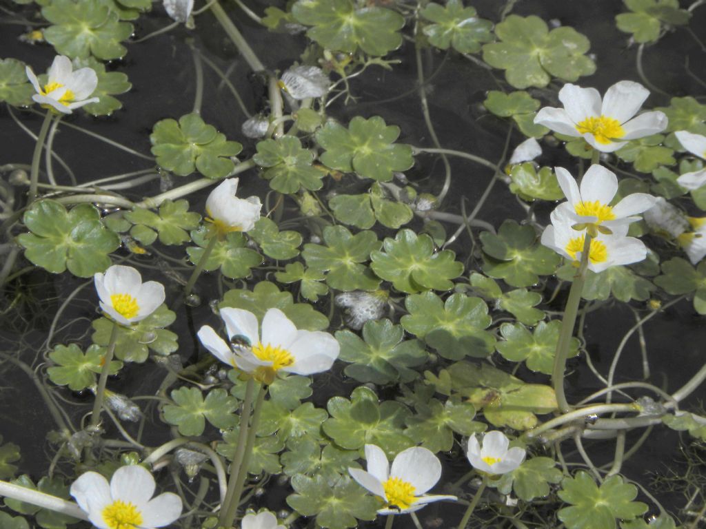 quale Ranunculus? Ranunculus peltatus Schrank